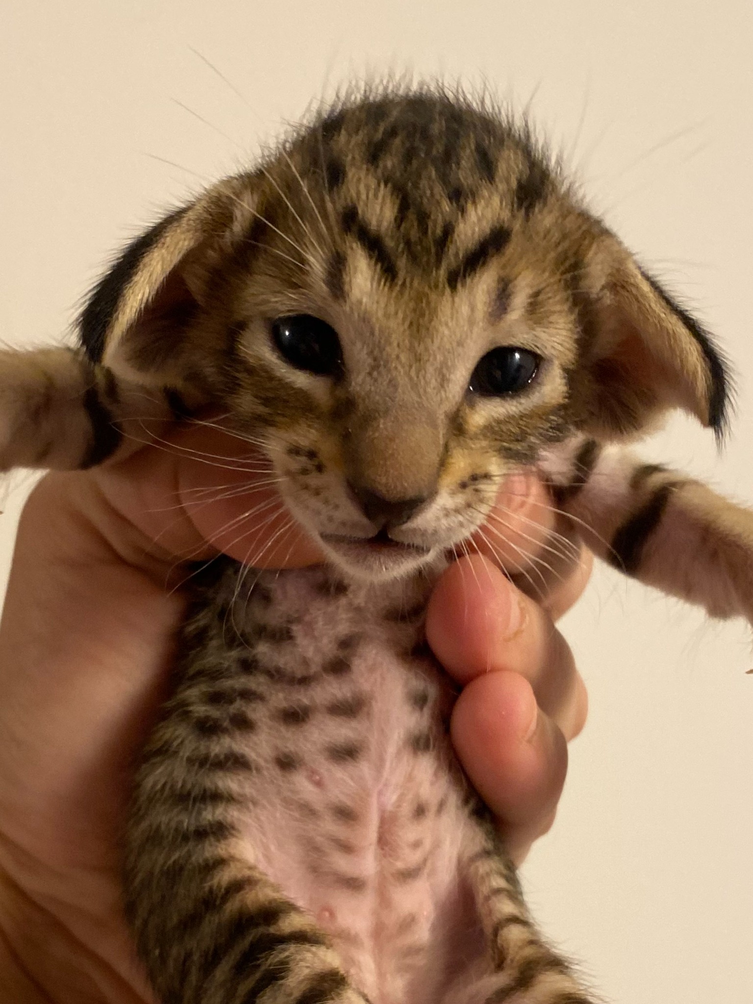 Oriental Express — Siamese e Orientale
